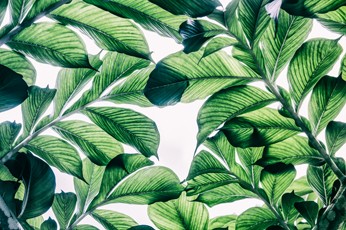 New Product Leaves (Canvas print)  - Andrew Lee Home and Living Homeware