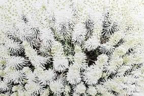 New Product Beautifully White  - Andrew Lee Home and Living Homeware