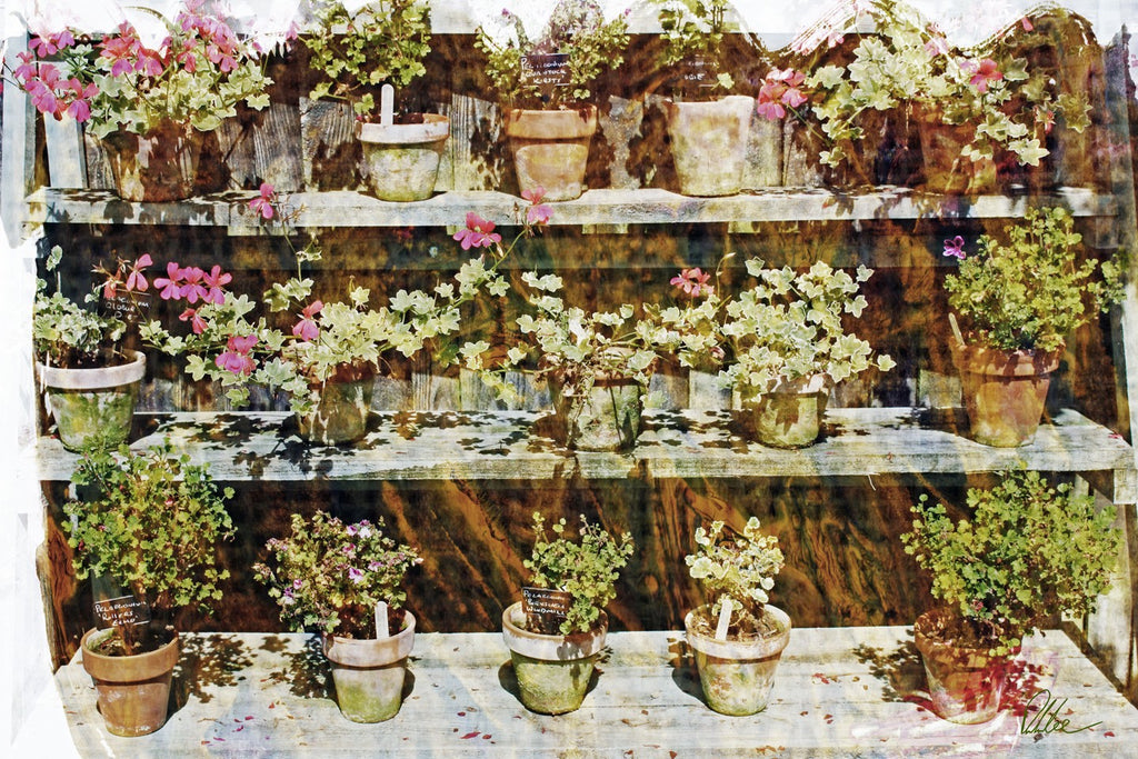 New Product Plant pots  - Andrew Lee Home and Living Homeware
