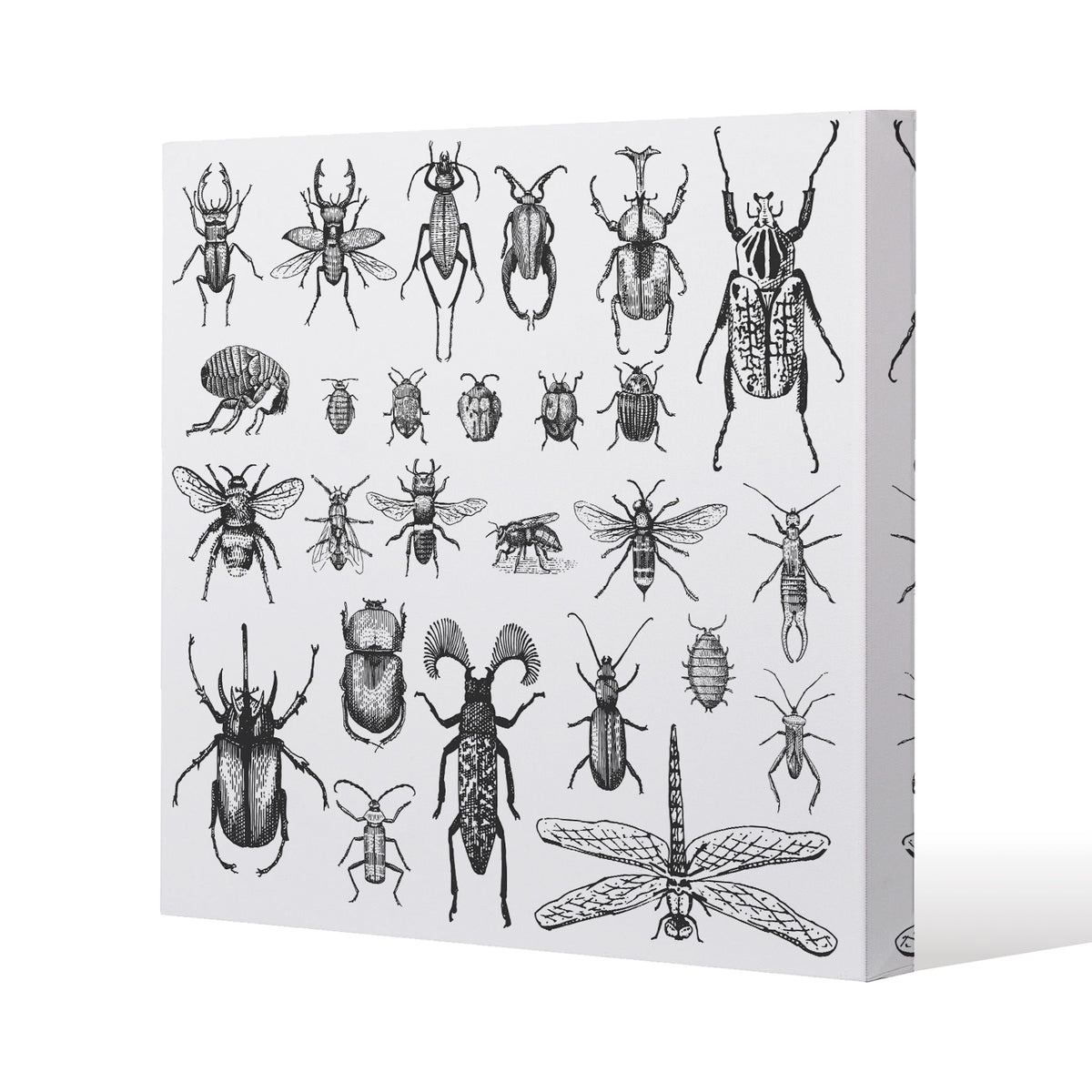 fleas many species in vintage old hand drawn style (Canvas Print ...